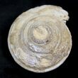 Fossil Gastropod (Pleurotomaria) - Madagascar #25534-1